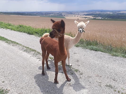 Alpakas auf dem Feldweg