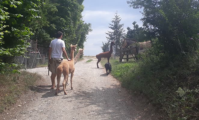 Unterwegs mit den Alpakas