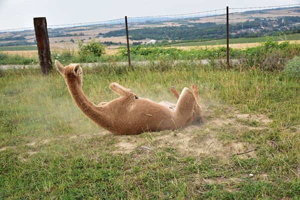 Alpaka wälzt sich im Sand