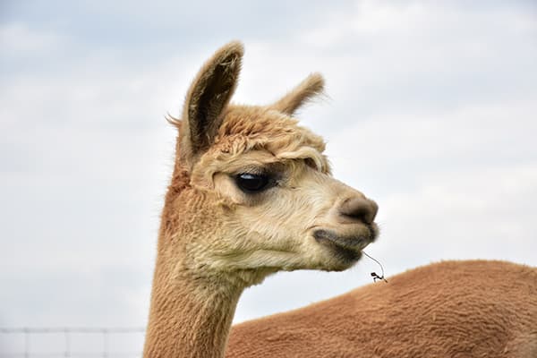 Alpaka im Profil