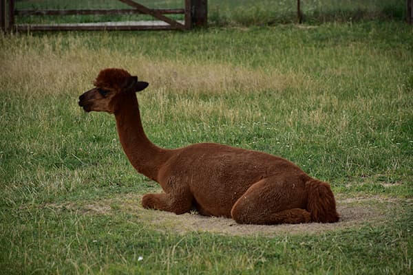 Alpaka im Gras liegend