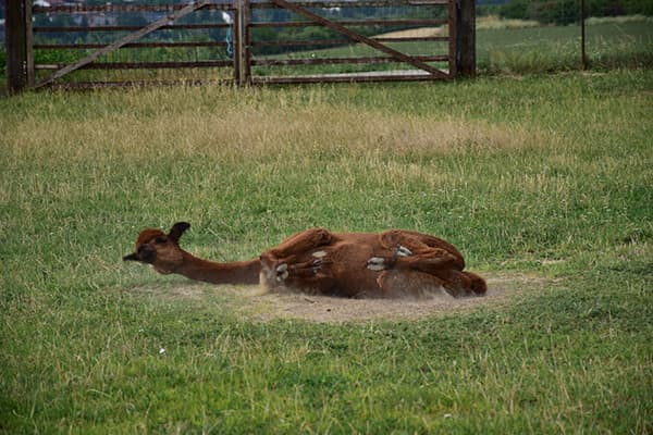 Alpaka im Sandbad