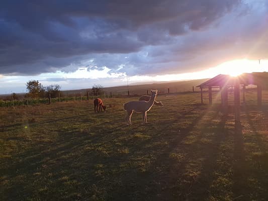 Abendstimmung über der Weide