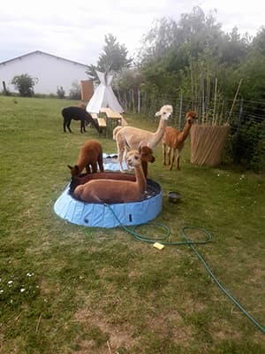 Alpakas am Pool