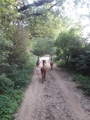 Alpaka-Wanderung durch den Wald