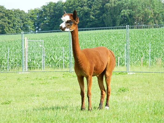 Alpaka vor dem Maisfeld