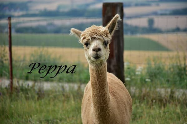 Peppa auf der Weide