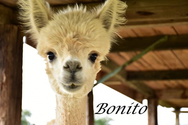 Bonito