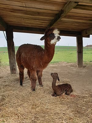 Mutter und Jungtier im Unterstand