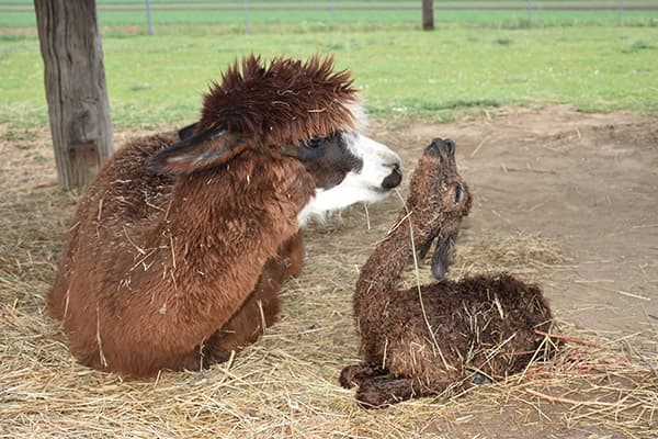 Cria kuschelt sich an