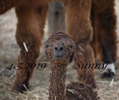 Sunny, geboren am 4.5.2019