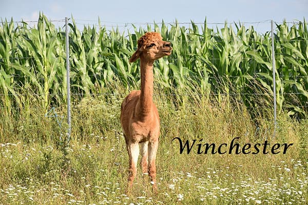Winchester im Maisfeld