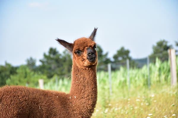 Alpaka in der Sommerwiese