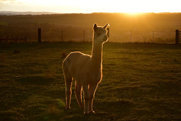 Alpaka im Sonnenuntergang