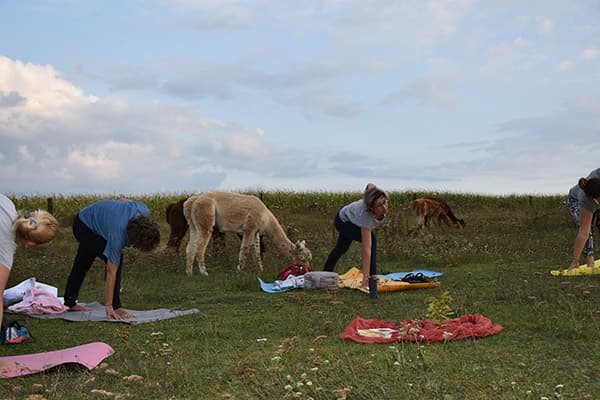 Yoga auf der Weide zwischen den Alpakas