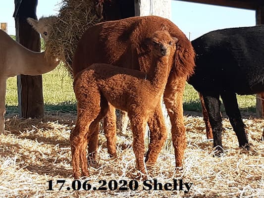 Shelly mit ihrem Nachwuchs