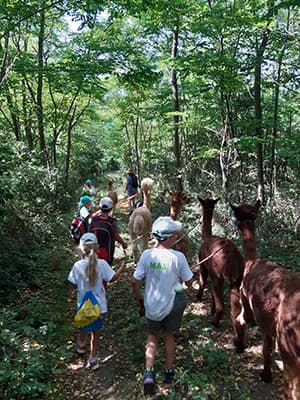 Wandergruppe mit Alpakas im Hochleitenwald
