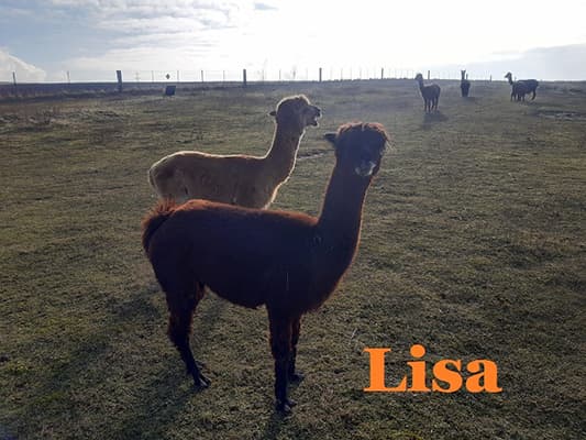 Lisa auf der Wiese