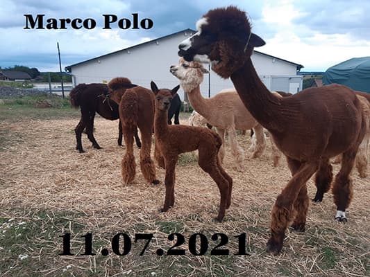Marco Polo in der Herde