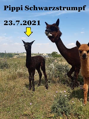 Pippi Schwarzstrumpf auf der Weide