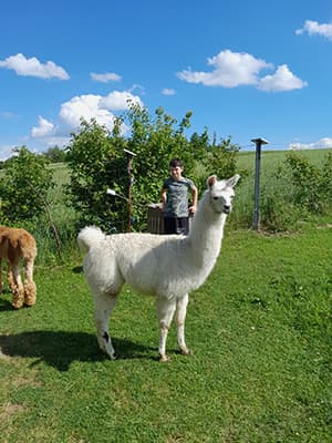 Alpaka im Garten