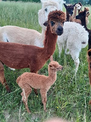 Alpaka-Stute mit Cria