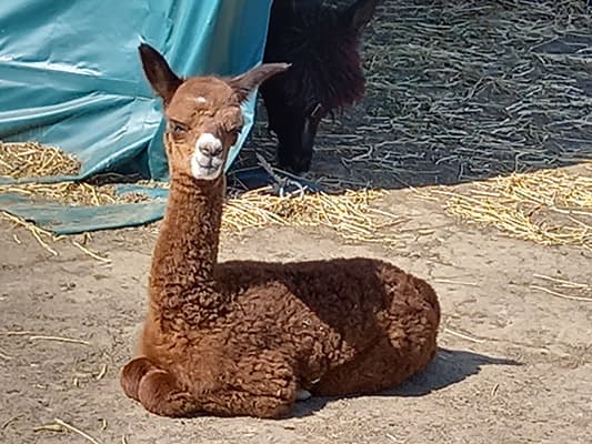 Junges Cria im Stroh