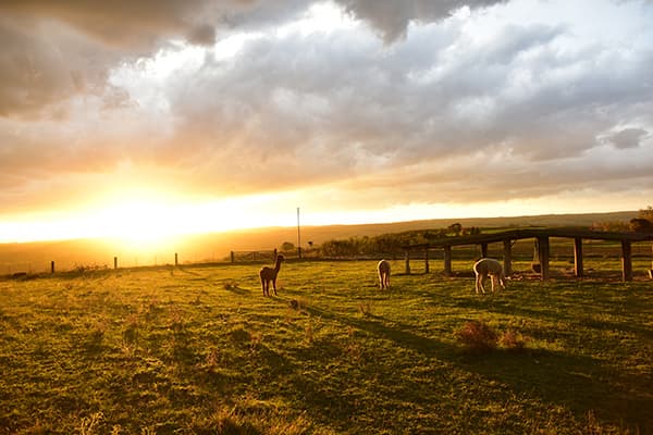 Die Herde im Abendlicht