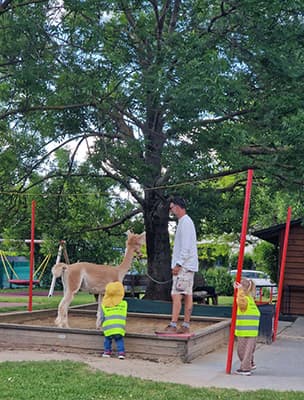 Alpaka auf einem Spielplatz