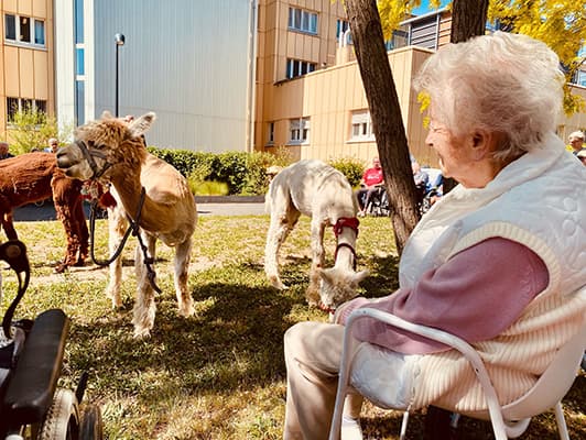 Bewohnerin begrüßt ein Alpaka