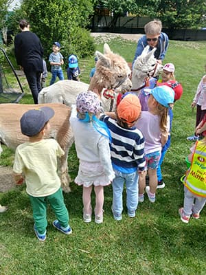 Kindergartenkinder streicheln ein Alpaka