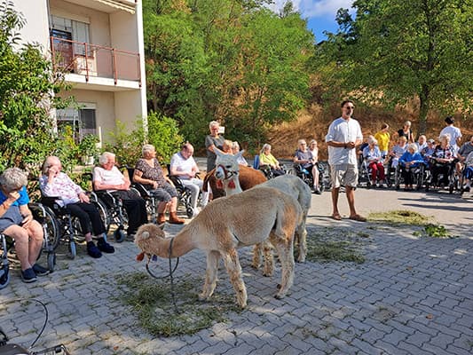 Alpakas im Innenhof eines Pflegeheims