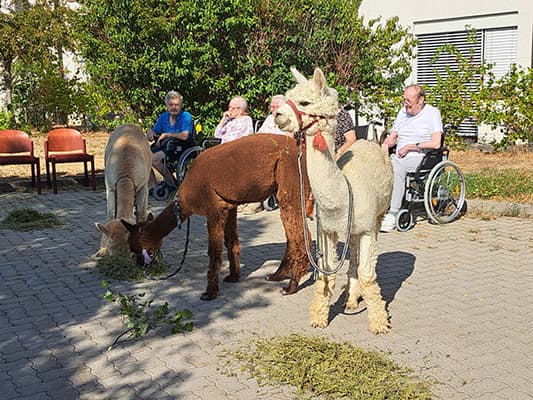 Alpakas besuchen die Bewohner