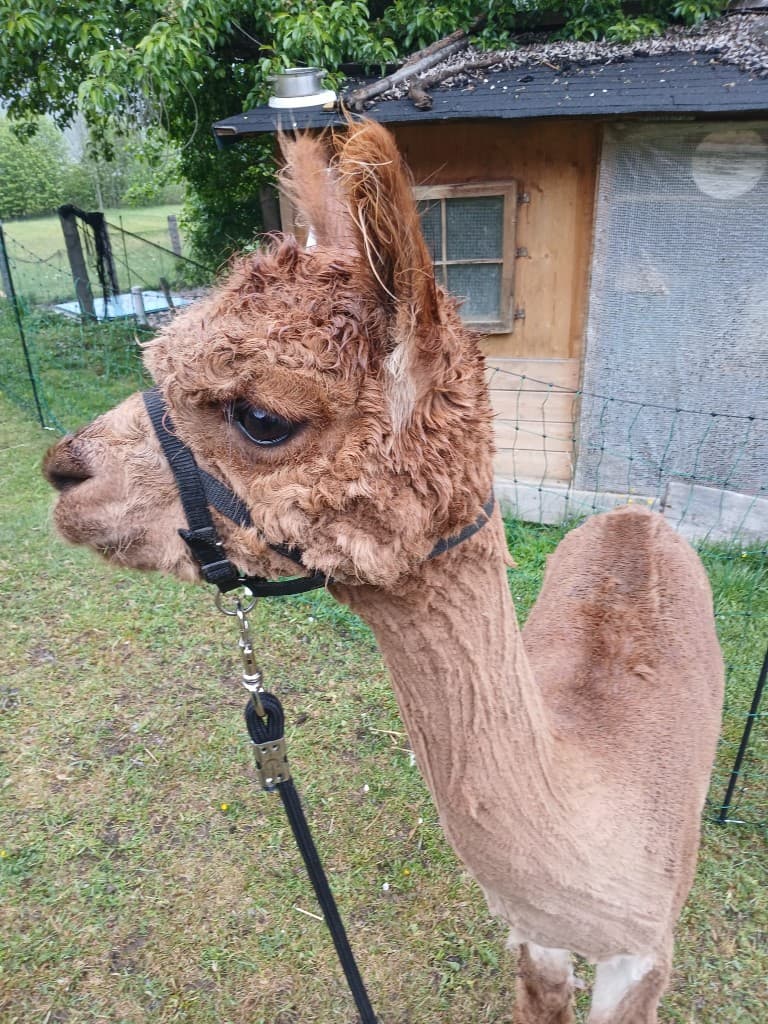 Maxi, unser Deckhengst, im Porträt