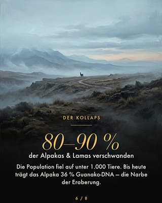 80–90 % der Alpakas und Lamas verschwanden