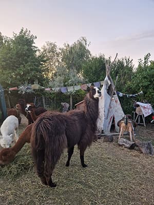 Unsere Lamas in der Herde
