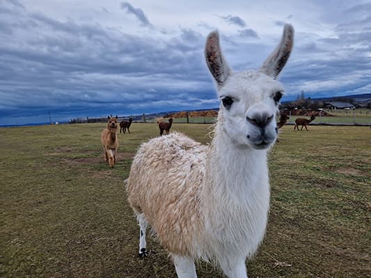 Lama Blacky auf der Weide