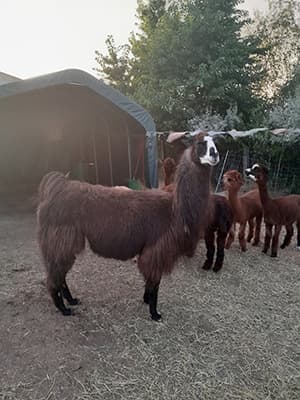 Lamas im Unterstand