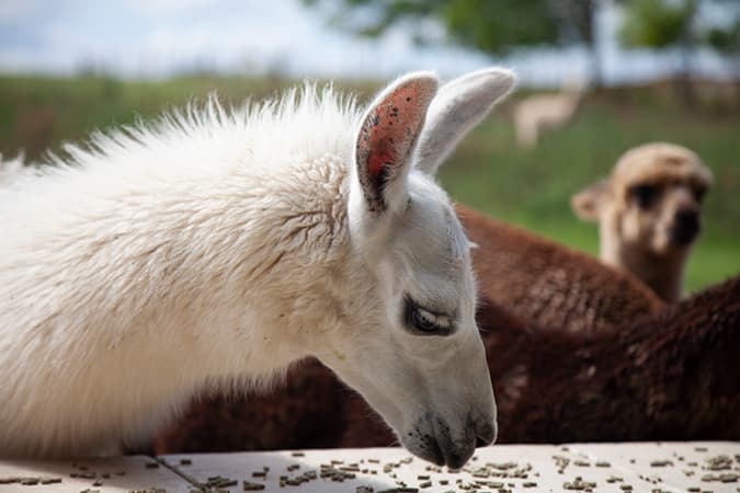 Unsere Lamas Blacky und Fonsi