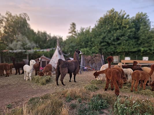 Alpakas und Lamas gemeinsam auf der Anlage