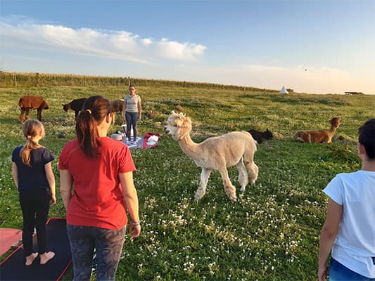 Yoga-Gruppe mit Alpakas auf der Wiese