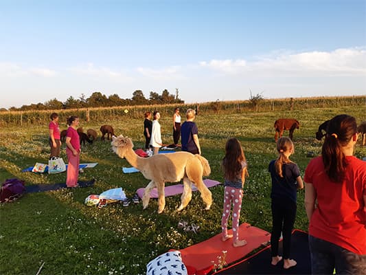 Yogastunde im Abendlicht mit Alpakas