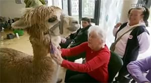 Alpakas zu Besuch im Pflegeheim