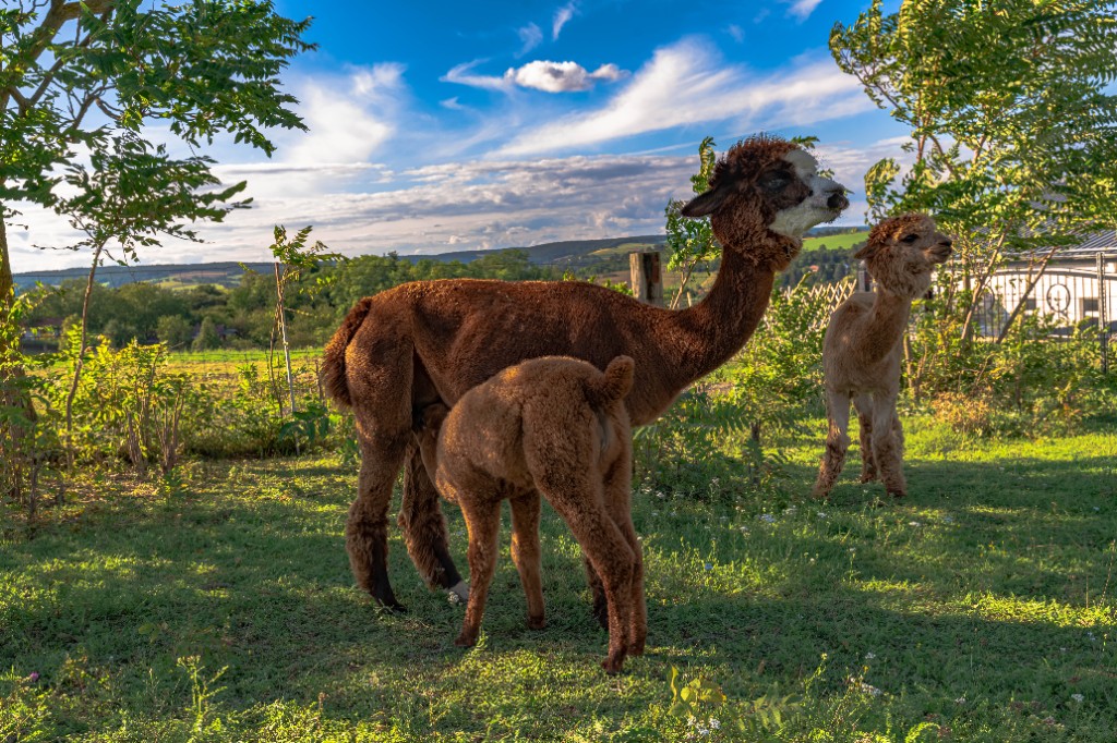 Alpakastute mit ihrem Cria auf der Weide