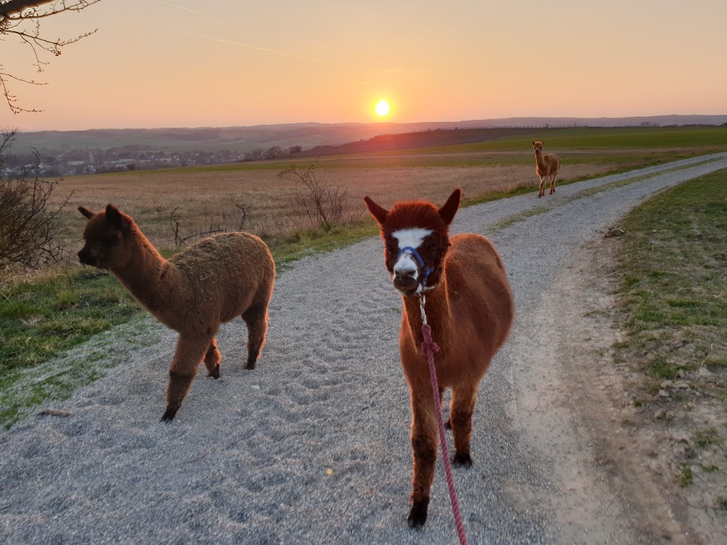 Alpakas auf dem Feldweg im Sonnenuntergang